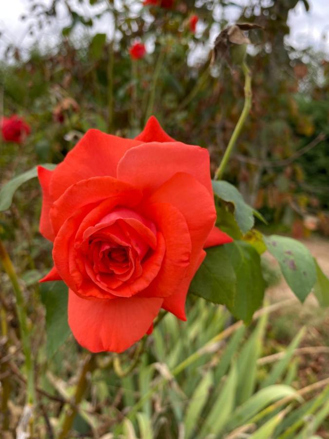 Au Chalet Fleuri Ablon Eksteriør bilde